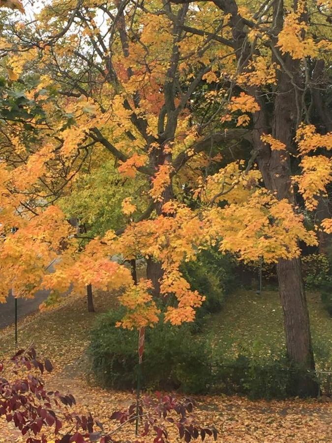 Oak Park Beauties - Tree Lined Streets - Walkable Διαμέρισμα Εξωτερικό φωτογραφία